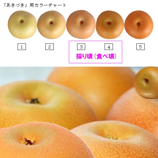 あきづき梨の食べ頃サイン.jpg